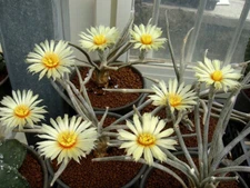 5pcs 1-2cm Caput-medusae Astrophytum RootTuber Succulent Cactus plants