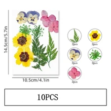 10PCS Real Pressed Dry Flower collection, yellow Flower with leaf stem FSS502
