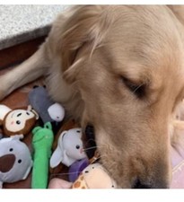 12 Pack Plush Squeaky Dog Toys for Small to Medium Pets - Bulk Puppy Chew Toys