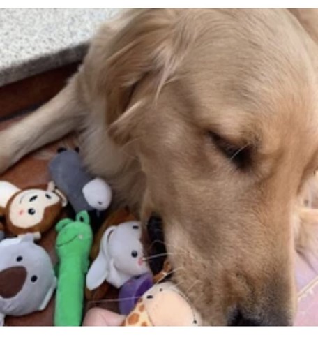 12 Pack Plush Squeaky Dog Toys for Small to Medium Pets - Bulk Puppy Chew Toys