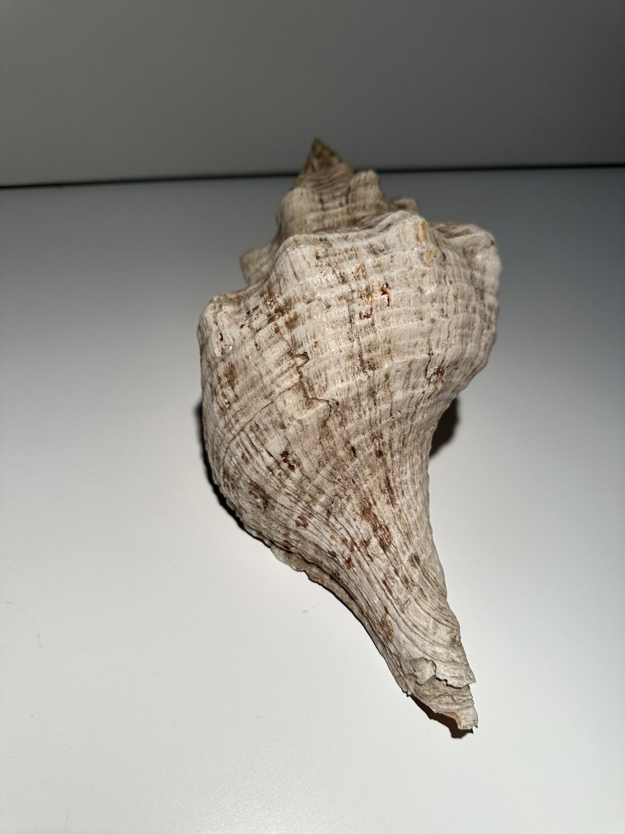 Hemifusus colosseus (Lamarck, 1816) Naturalis- Rare | eBay