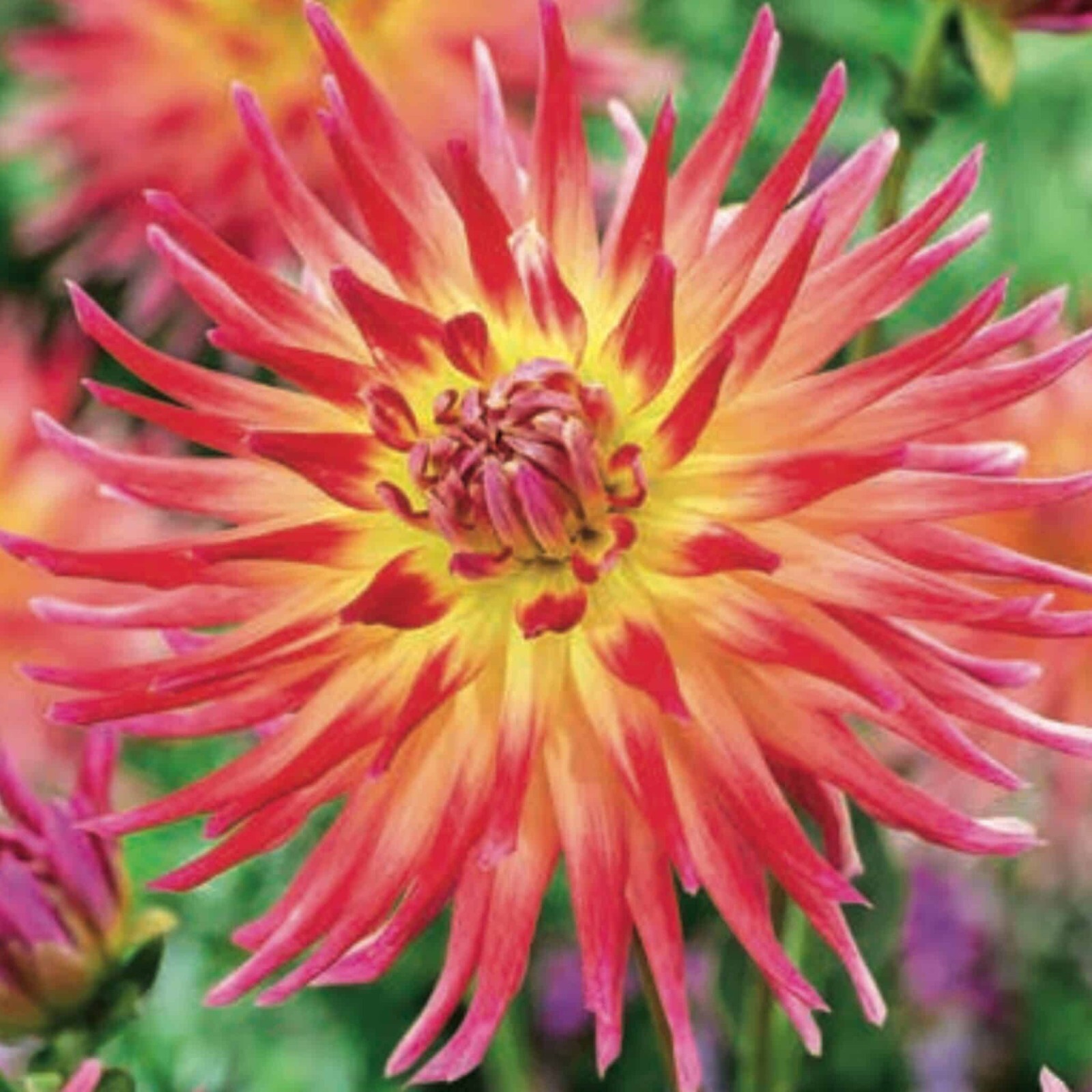 Dahlia Tubers Semi Cactus Electric Flash x 3 eBay