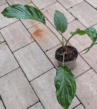 Fledermausblume Tacca Chantrieri Größe M