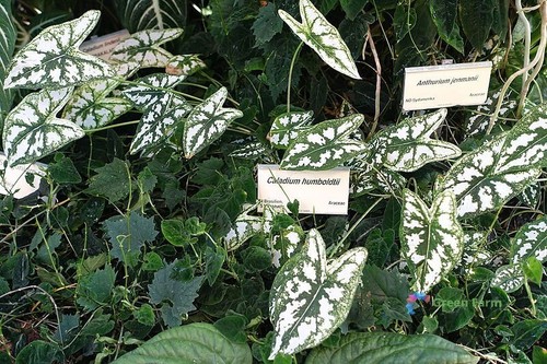 50 Samen Caladium weißes Blatt Elefantenohr Herz Jesus Engelsflügel Haus Gartenarbeit - Bild 7 von 15