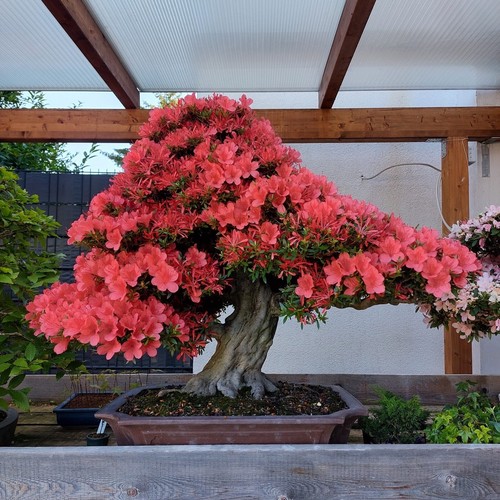 Joe Mega Bonsai " Kinsai " Rare Jap.satsuki Azalee Tokoname Japan Bowl