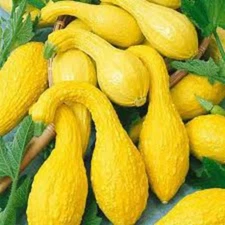 Yellow Crookneck Summer Squash Seeds, NON-GMO, Variety Sizes Sold, FREE SHIPPING