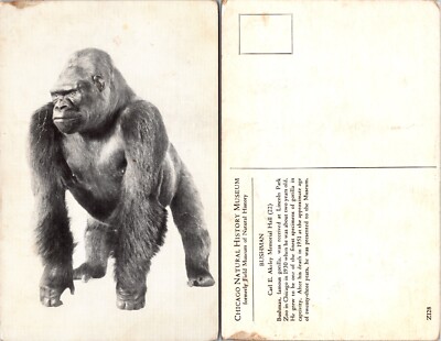 Gorilla Bushman Chicago Natural History Museum Postcard