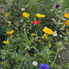 Wild Flower Seeds - 2.5G Native Wildflower Seeds for Attracting Birds, Bees, Wil 2416.00 per kilo