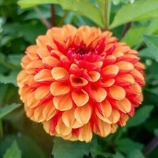 1 "American Sunset" Decorative Dahlia - Large Size #1 Bulb - US Seller