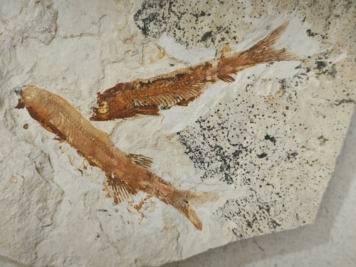 Unique and authentic fish fossil collection xl033
