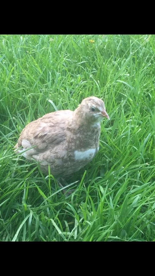 50+ huevos fértiles para incubar codorniz Coturnix surtidos - variedad de colores Foto 3 de 4