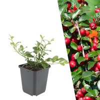 Zwergmispel Pflanzen 6 StüCk - Bodendecker Winterhart - Cotoneaster Dammeri