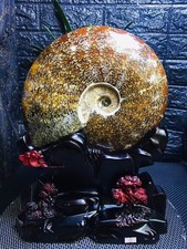 17.42LB Natural ammonite fossil conch Crystal specimen Reiki healing decor+Stand