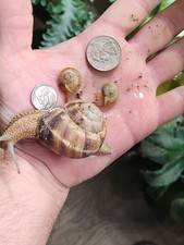 1 Baby Turkish Land Snail Helix Lucorum Fast Free 2 Day Ship