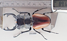 Odontolabis for collectors | large size | Collector's Secret