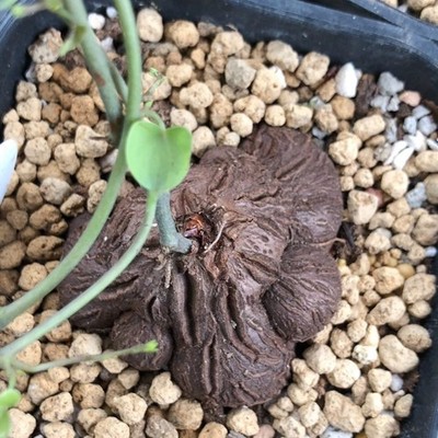 1PCS 6-7cm Cactis Live Dioscorea elephantipes Caudex Cactis Garden Planting