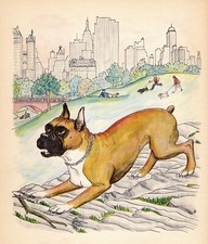Vintage 1950s Boxer Print Wall Art Decor A M Jauss Boxer Illustration 5367f