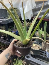 Aloe vera large 5” Pot Live Succulents Aloe Barbadensis