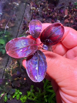Bucephalandra violet blossoms Rare Live Aquarium Plant | eBay