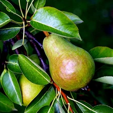 EUROPEAN PEAR TREE SEEDS (Pyrus Communis) Fast Hardy Fruit Flower Garden Plant