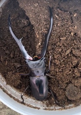 Cyclommatus metallifer finae (Metallic Stag Beetle) Larvae Beetle Raising