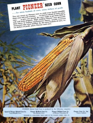 1962 Style PIONEER Hybrid Seed Corn NEW Metal Sign: 12x16'' Ships Free