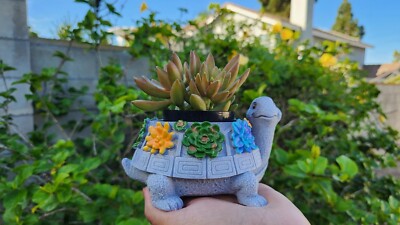 Plant Pots Cute Turtle Succulent Pot Planters for Indoor Plants with  Drainage | eBay