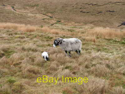 Foto 6x4 Mutterschaf und Lamm auf Ouster Hill. Ribble Head\/SD7779 The lamb may h c2006