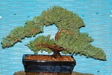 Bonsai EX Large Japanese Dwarf Juniper Bonsai Tree   GREAT GIFT ! #243