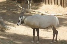 Arabian Oryx Taxidermy Reference Photo Cd
