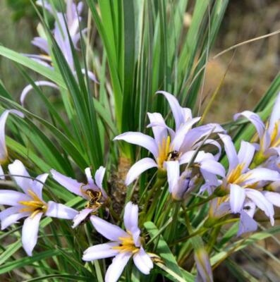 希少種 Xerophyta retinervis Xerophyta retinervis, Black Stick Lily Rare Cold and Drought Hardy