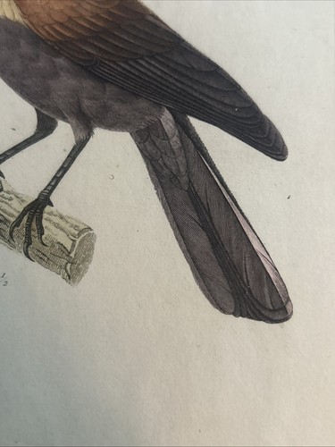 Ornitologia Acquaforte”uccello rosso del paradiso”Arthus-Bertrand, Paris, 1835 - Picture 5 of 6