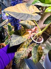 Alocasia Regal Shield Variegated Small Plant, Very Rare Indoor Houseplant
