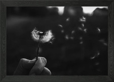 Black and White Dandelion Framed Wall Art Poster Canvas Print Picture