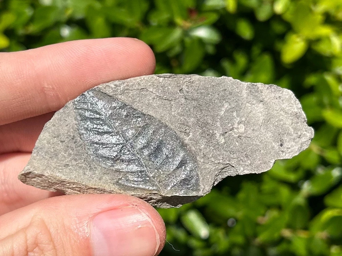 植物化石| eBay