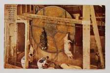 1914 Revolving Hog Wheel Armour Plant Union Stock Yards Chicago Pig Butcher PC