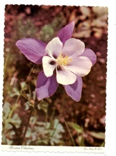 Postcard 1974 Mountain Columbines Photo Arthur H Bilsten Sanborn Souvenir Colo