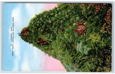 Great Smoky Mts, TN Postcard-  CHIMNEY TOPS GREAT SMOKY MOUNTAINS NATIONAL PARK