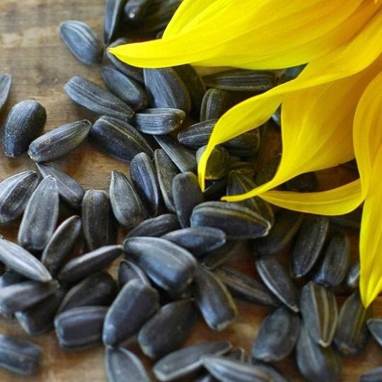 Peredovik Yellow Sunflower Seeds 50Pcs/pack Huge Tall Blooms eBay