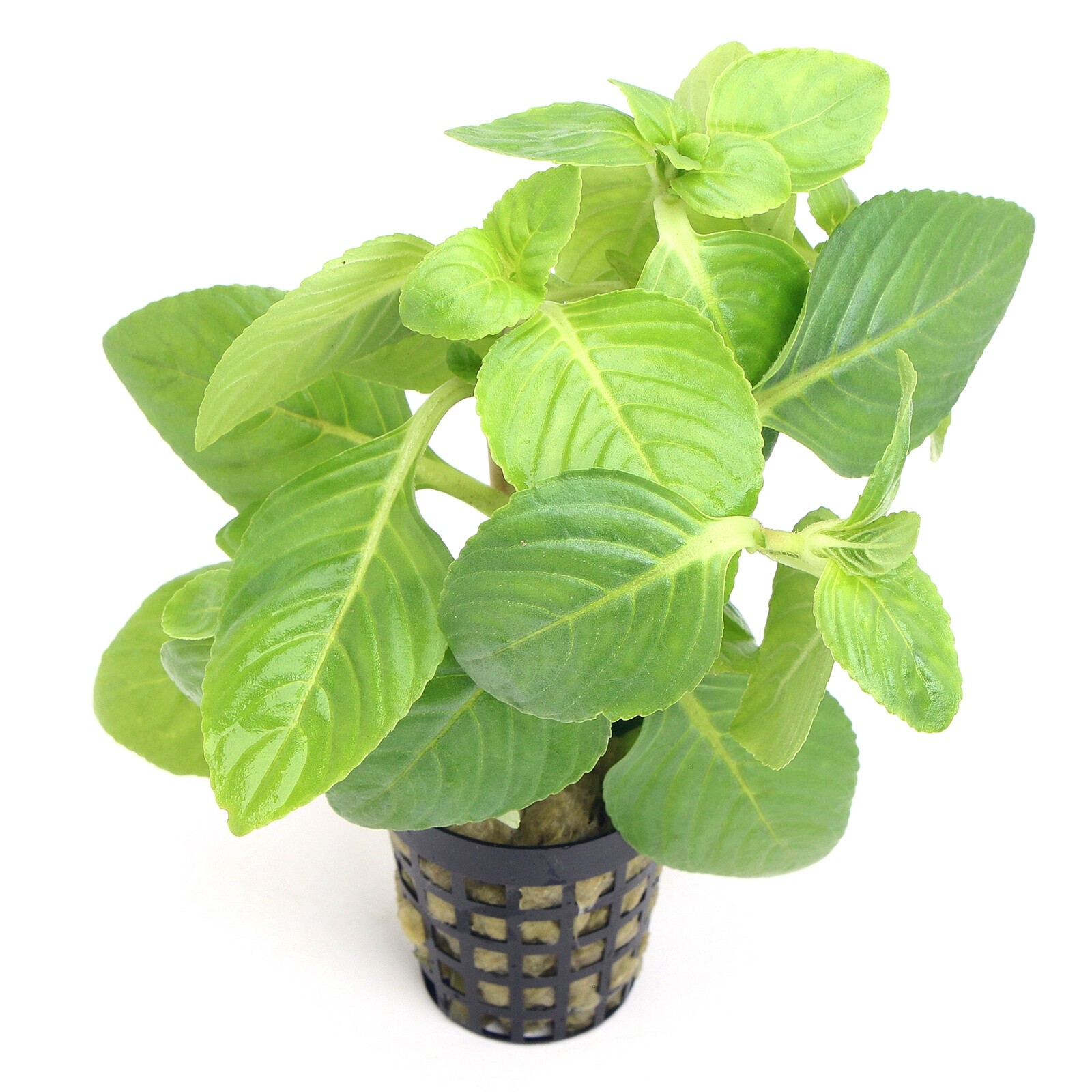 Limnophila Rugosa Live Aquarium Plants Tropical Aquascaping K2AQUA