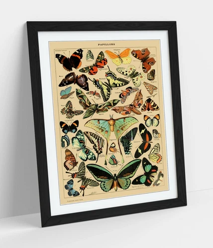 VINTAGE BUTTERFLIES ART POSTER RETRO -FRAMED WALL ART PICTURE PRINT