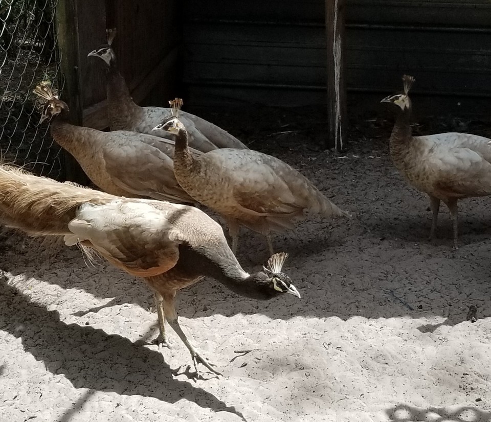 2+ CAMEO SPALDING PEACOCK PEAFOWL EGGS FOR HATCHINGPreSaleREAD DESCRIPTION eBay