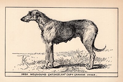 Antique 1900 Irish Wolfhound Print  Ch Sheelah Irish Wolfhound Moore Art 6120d