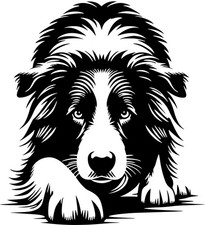 Adesivo Border Collie - adesivo auto Border Collie - sticker - contorno #48