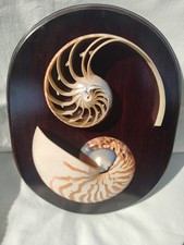 Rare Cadre taille Coquillage nautile zébré Cabinet Curiosité 