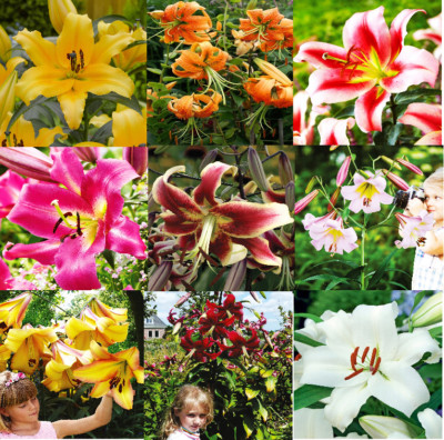 5 Stück Baumlilien Zwiebeln - Riesenlilien 150-250cm Hoch, Winterhart & Duftend