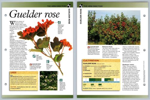 Guelder Rose - Directory - Secret World Of Herbs Fact File Card - Picture 1 of 1