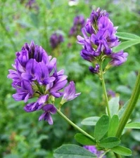 Alfalfa Seeds (Medicago sativa L.) - Alfalfa Cover Crop, 1600 Seeds | NON-GMO US