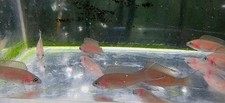 group of 4 brichardi cichlid