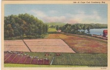 Vintage View of A Cape Cod Cranberry Bog-CAPE COD, Massachusetts